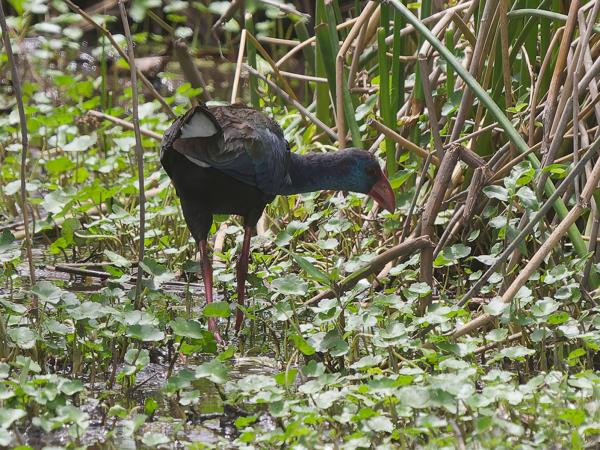 <h3><a href="/trips/tanzania/biota/animalia/chordata/aves/023 gruiformes/003 rallidae/porphyrio madagascariensis/porphyrio madagascariensis-nl.html">Porphyrio&nbsp;madagascariensis</a> / African&nbsp;swamphen / Smaragdpurperkoet</h3>OM-1 Mark II met OLYMPUS M.150-400mm F4.5, 1/2000 sec  bij F5.0, ISO 800, afstand 37.3&nbsp;m